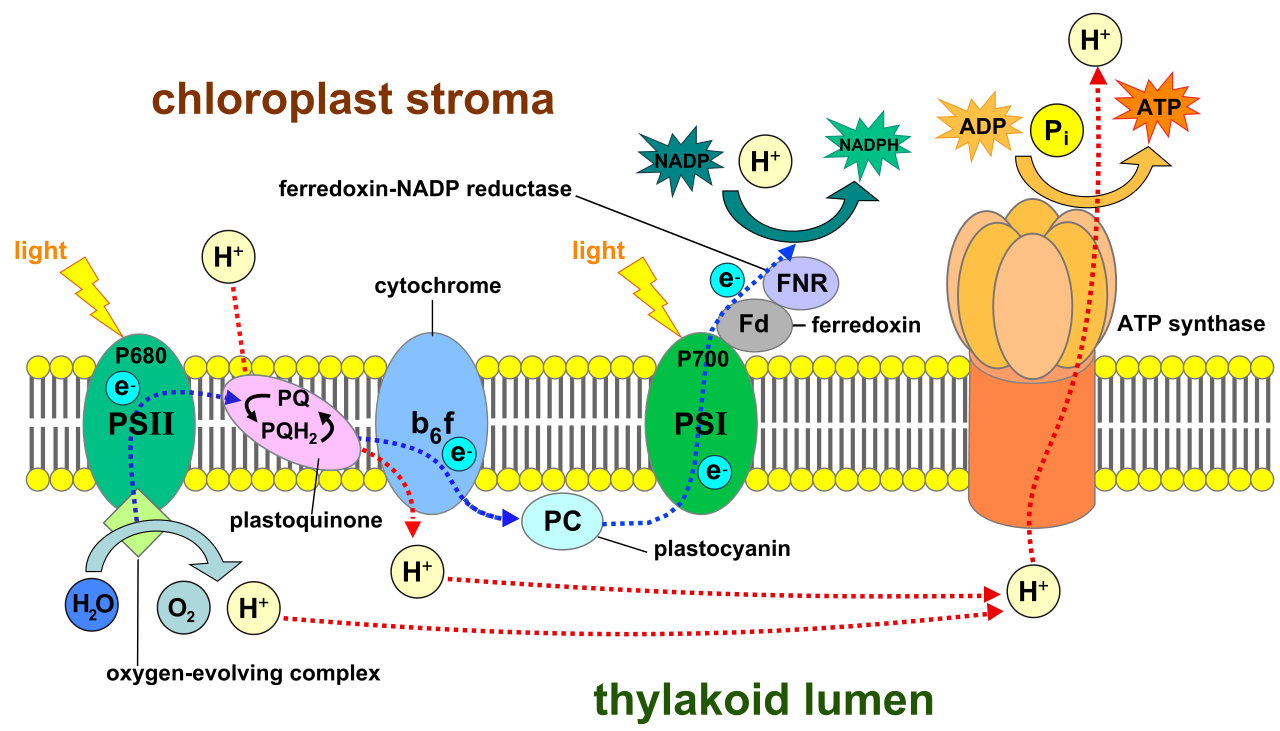 An overview of the light-dependent reactions across the thylakoid membrane. Photosystems II and I capture light to drive electron transport, splitting water and pumping protons into the lumen to power the ATP synthase "turbine."
