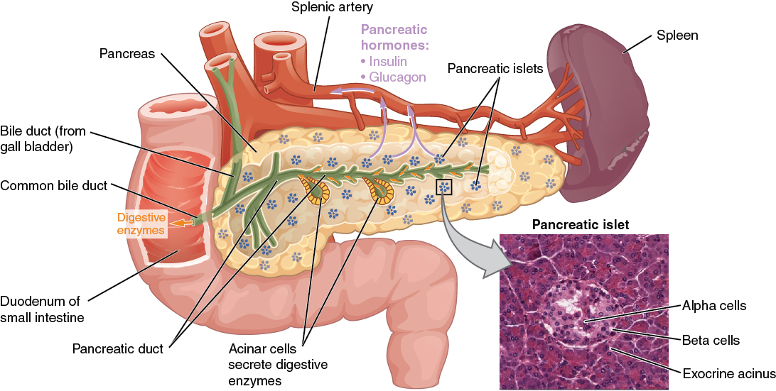The pancreas performs dual physiological roles: it secretes digestive enzymes via exocrine ducts, while its endocrine Islets of Langerhans regulate blood glucose via alpha and beta cells.