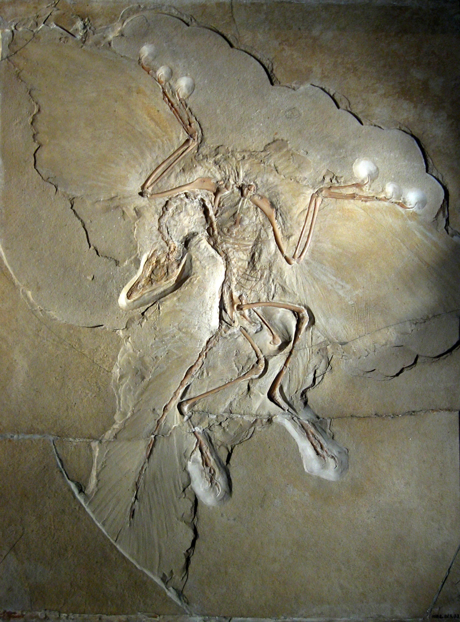 The Archaeopteryx fossil demonstrates transitional features, retaining the bony tail and teeth of non-avian dinosaurs alongside the flight feathers of modern birds.