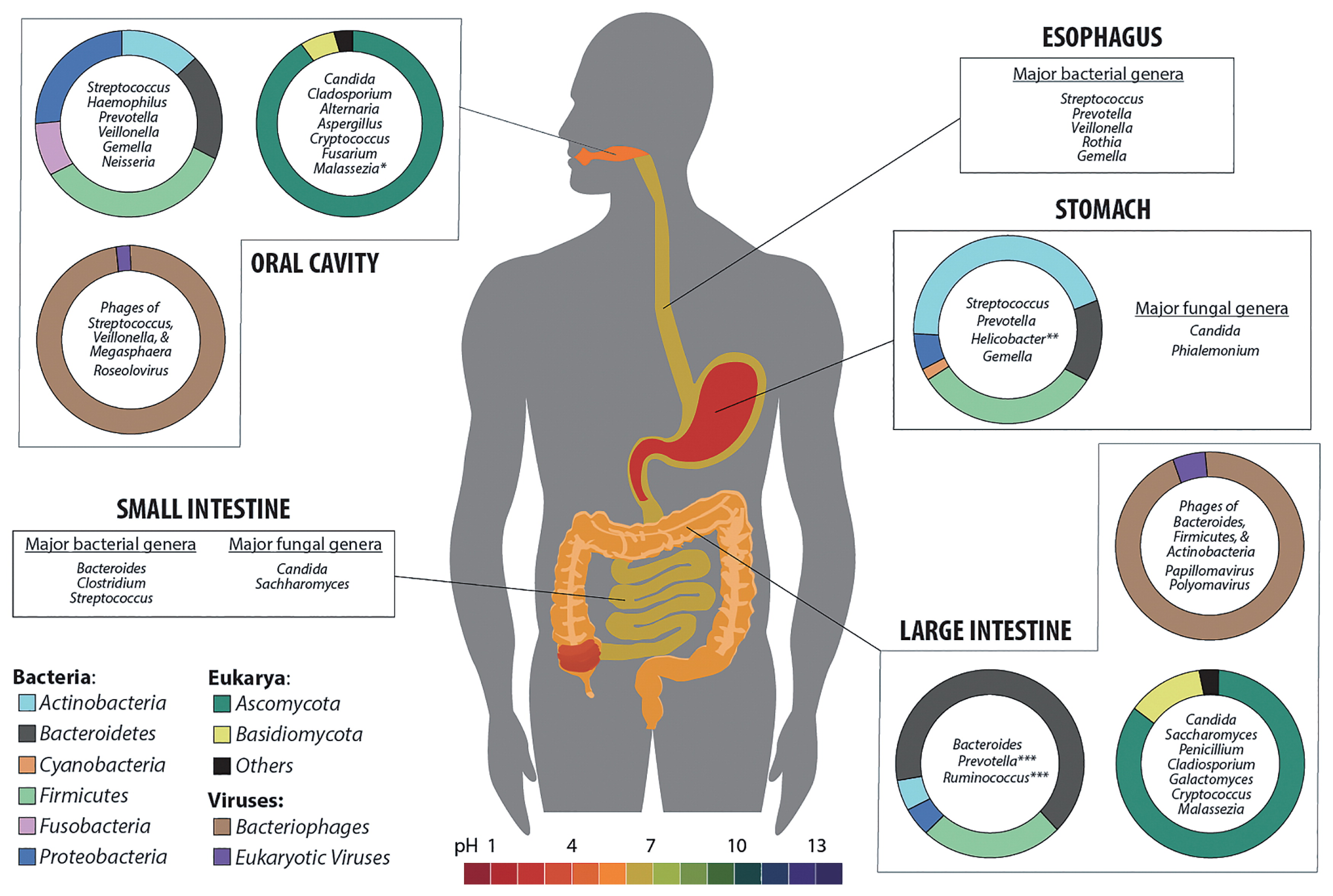 The human gastrointestinal tract hosts a massive, diverse microbiome. Broad-spectrum antibiotics can indiscriminately wipe out these protective flora, creating an opportunity for severe superinfections like C. diff to take over.
