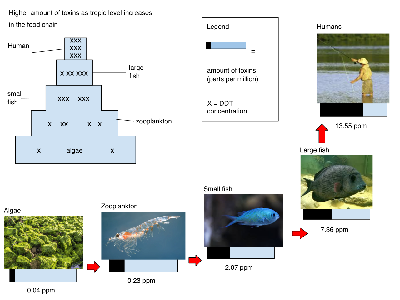 Biomagnification of DDT in an aquatic food chain. Because the toxin is fat-soluble and resists degradation, its concentration multiplies geometrically at each successive trophic level, posing severe threats to apex predators.