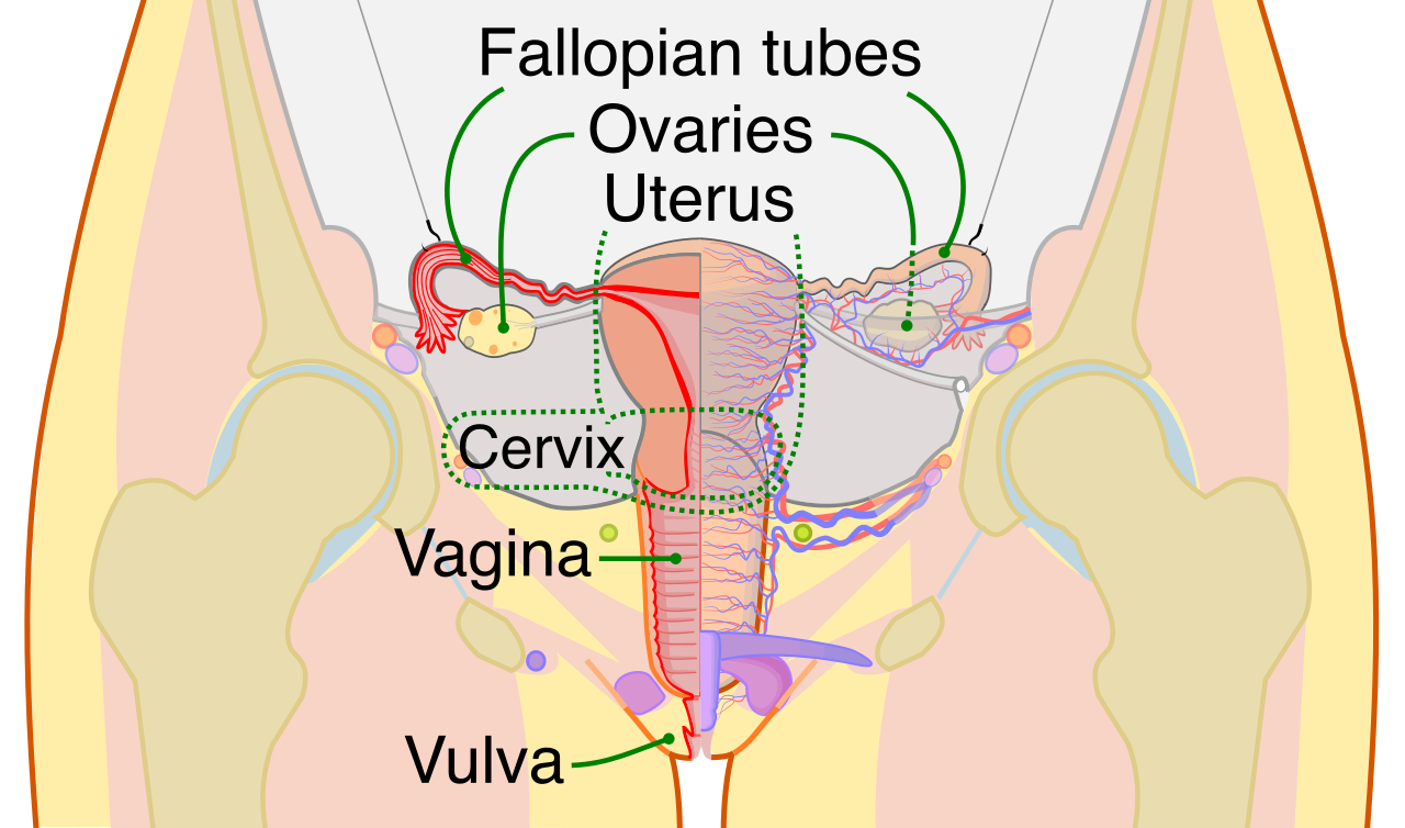 Internal gross anatomy of the female reproductive system, showing the pathway an ovum takes from the ovaries, through the fallopian tubes (the typical site of fertilization), and down into the muscular uterus.