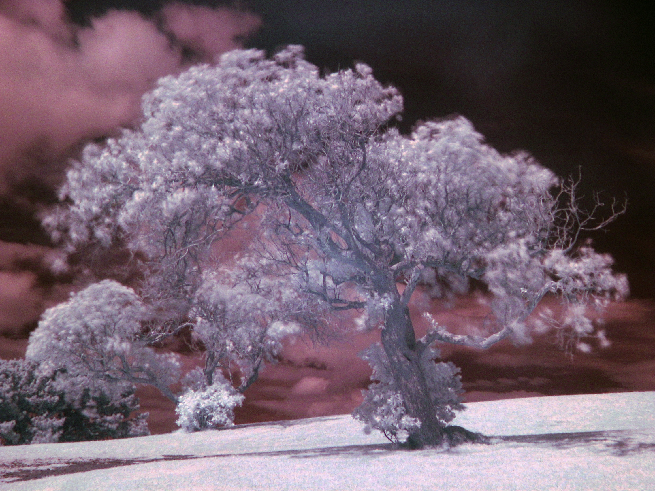 A tree photographed in near-infrared light — the kind of scientific imaging the court held did not count as 'natural means' in In the Goods of Itter, so wording only recoverable this way remains legally not apparent.