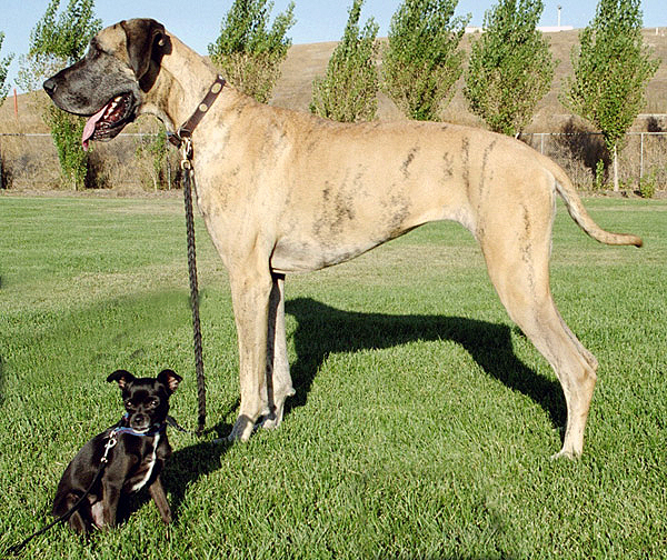 Through artificial selection, humans have intentionally bred the gray wolf into phenotypically extreme domestic dog varieties, such as the Great Dane and Chihuahua.