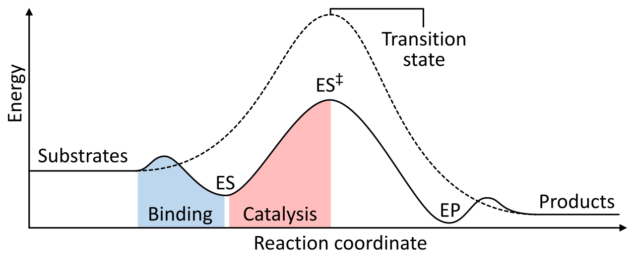 An energy landscape comparing an uncatalyzed reaction (dashed line) with an enzyme-catalyzed reaction (solid line). The enzyme significantly lowers the activation energy needed to reach the transition state without altering the overall thermodynamics of the reaction.