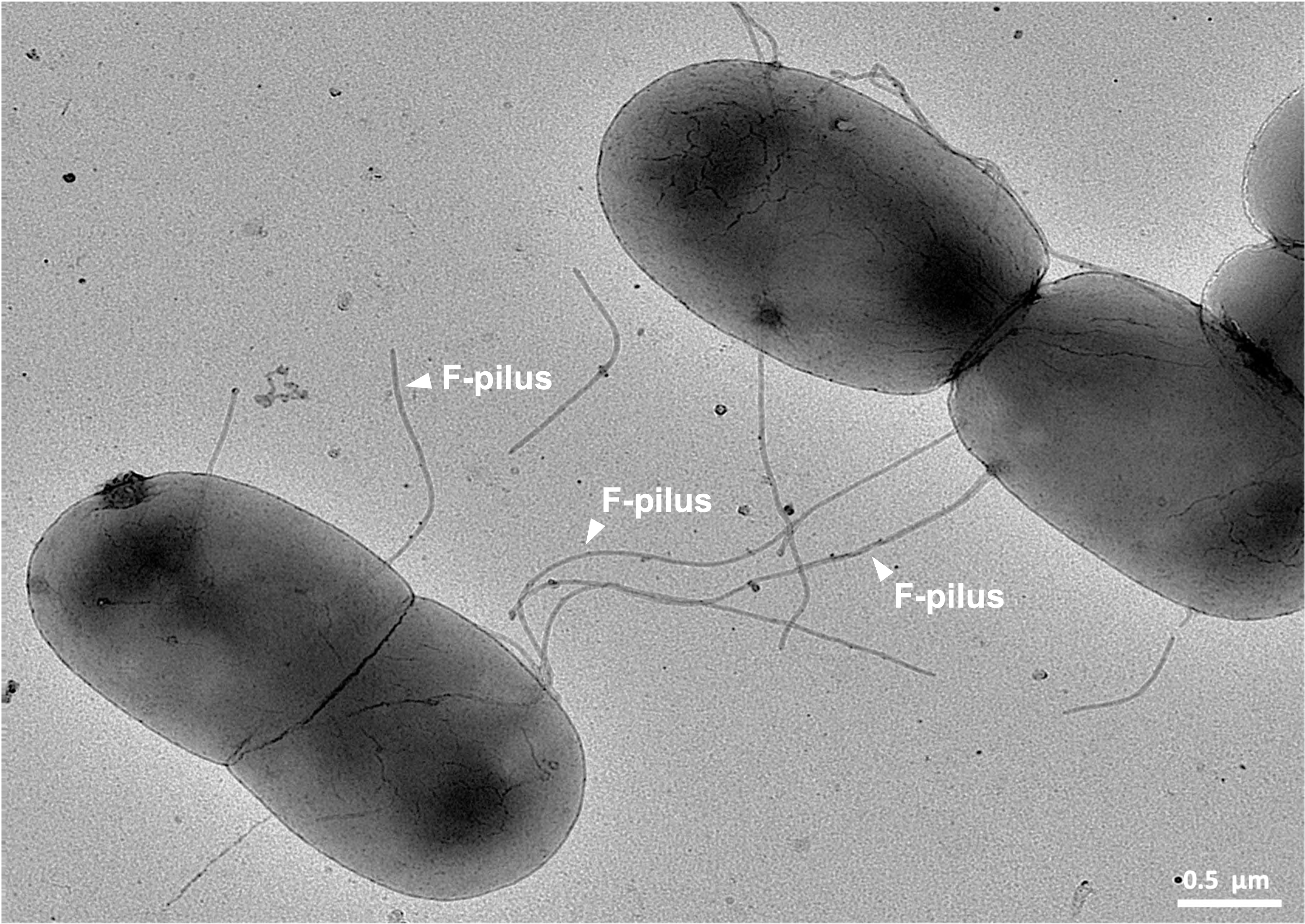 E. coli bacteria connected by an F-pilus during conjugation, a mechanism of horizontal gene transfer.