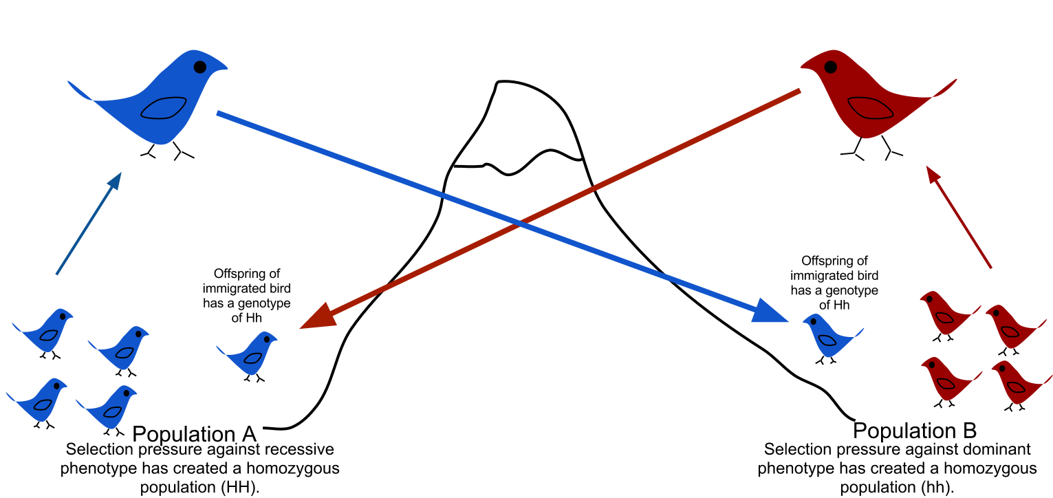Gene flow occurs when individuals migrate between separate populations, introducing new alleles into the receiving population and blending their genetic makeup.