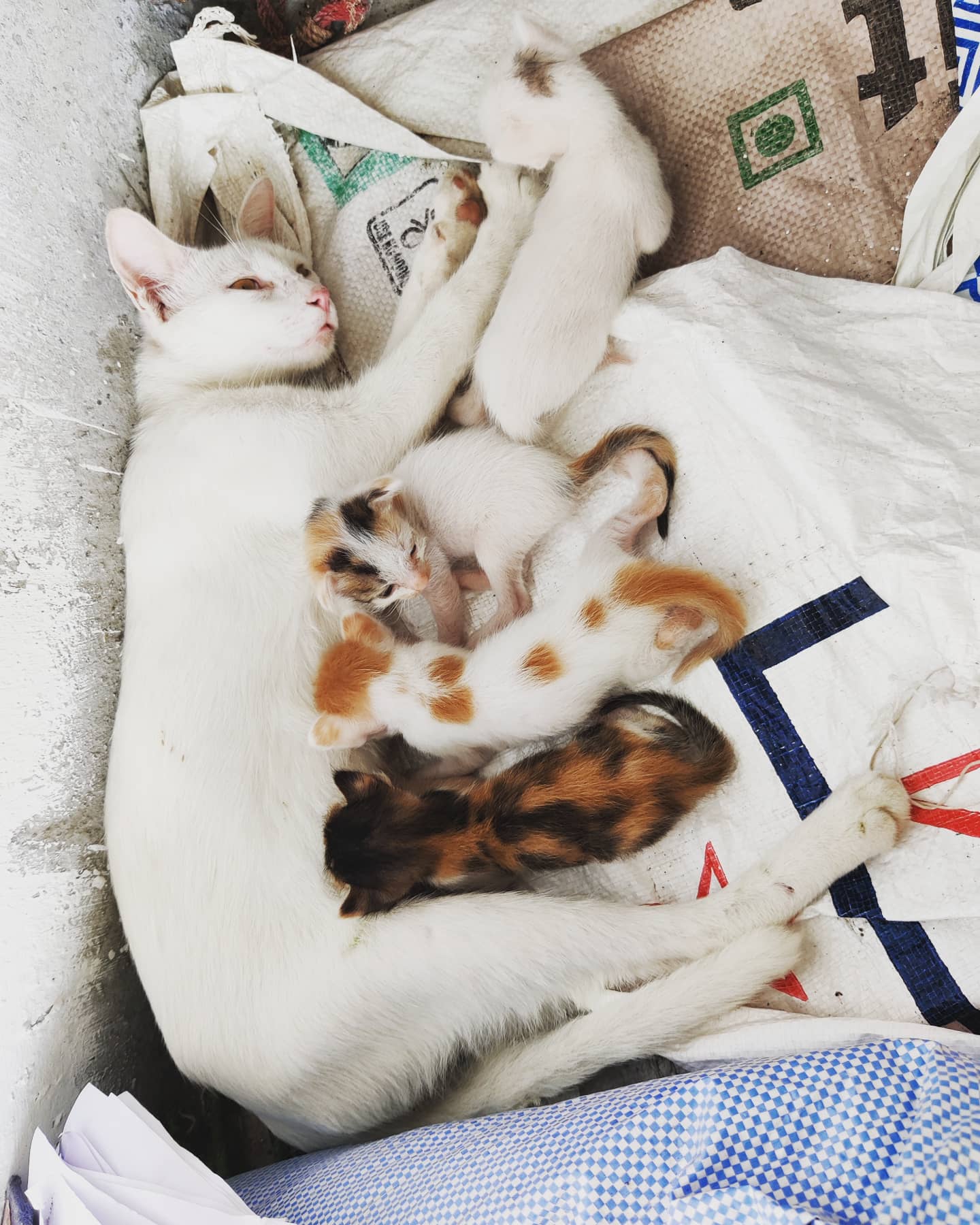 Observable differences in traits, such as coat color among siblings in a litter, are a direct result of natural genetic variation among offspring produced by the same parent.