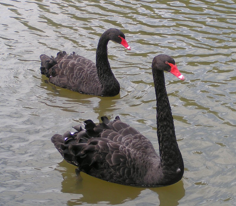 The existence of a single black swan objectively falsifies the claim that "all swans are white," illustrating how statements of fact are defined by their testability rather than their absolute correctness.