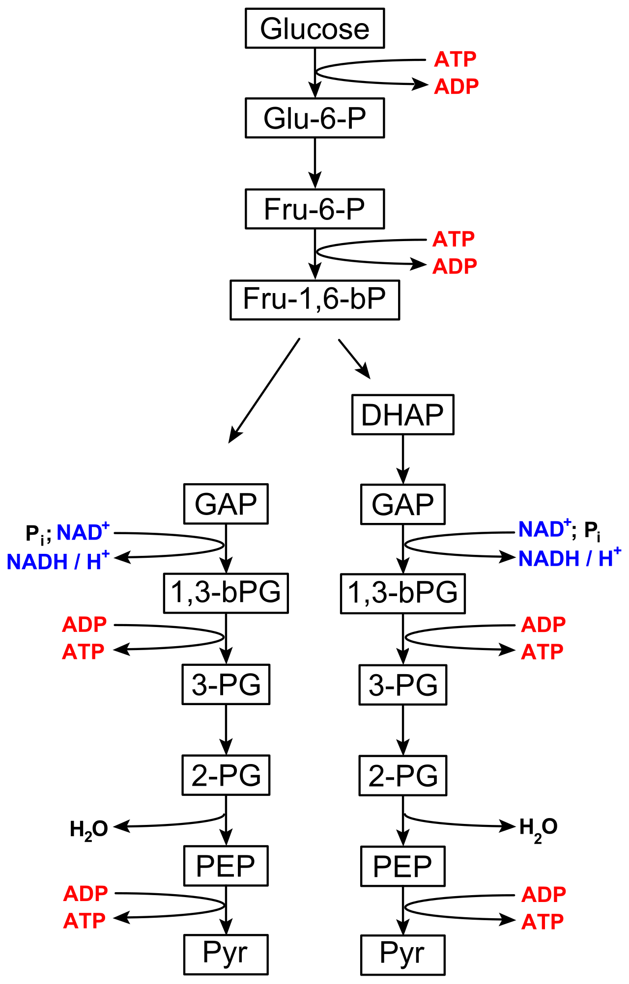 Glycolysis breaks down a six-carbon glucose molecule into two three-carbon pyruvate molecules, yielding a net production of 2 ATP and 2 NADH shuttles.