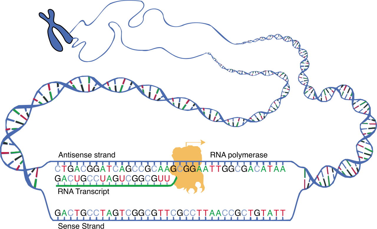 During transcription elongation, RNA polymerase reads the DNA template strand from 3' to 5' to synthesize a complementary mRNA transcript in the 5' to 3' direction.