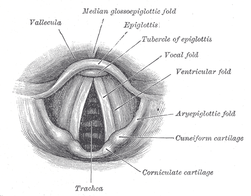 An anatomical diagram of the vocal cords. The physical manipulation of these structures determines the fundamental frequency and pitch of the human voice.