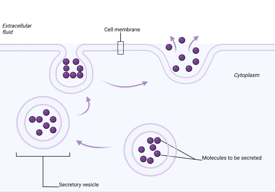 During exocytosis, intracellular vesicles packed with substances—such as neurotransmitters or hormones—travel to the cell membrane, fuse with the phospholipid bilayer, and release their contents into the extracellular fluid.