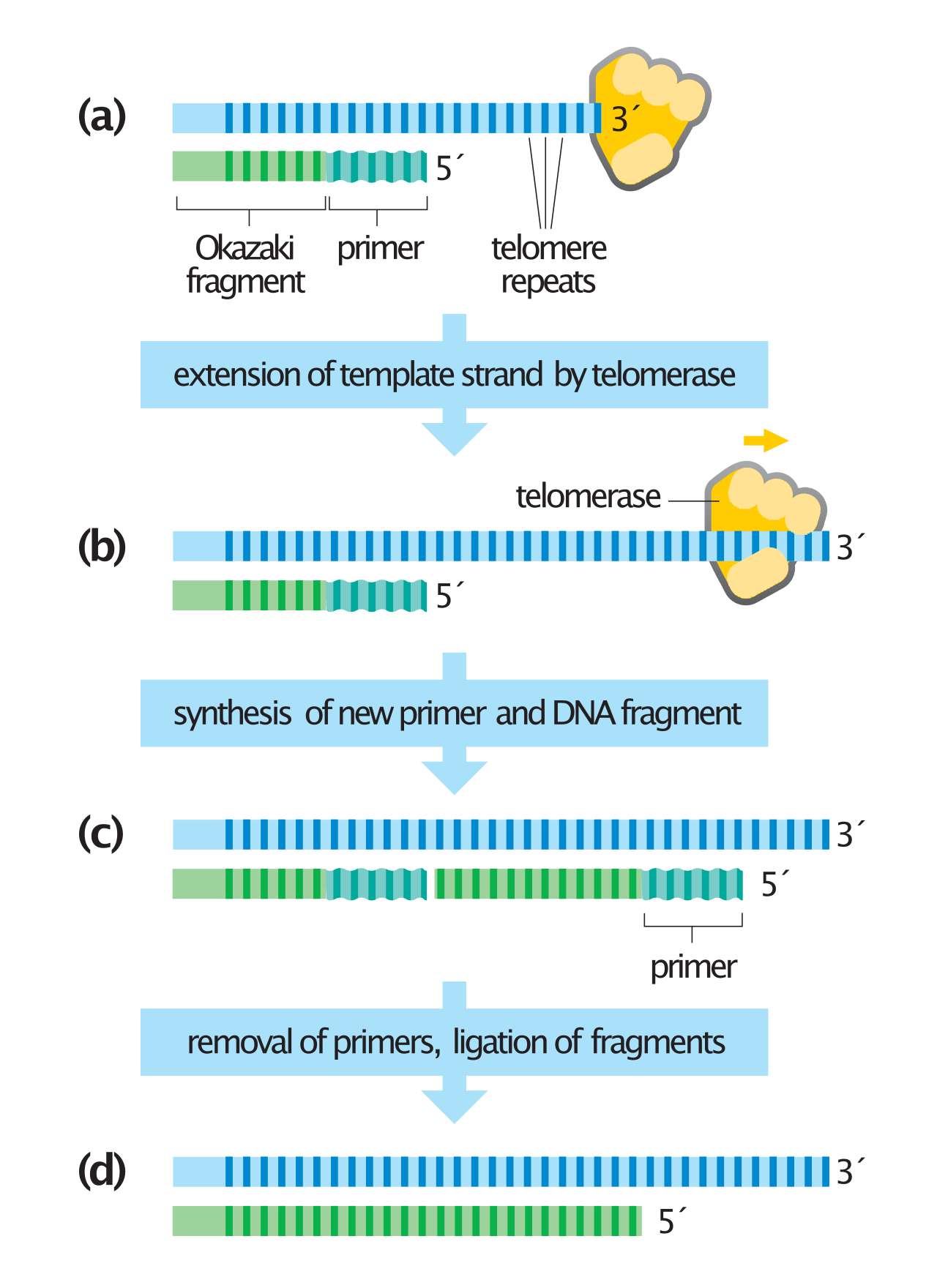 Telomerase extends the ends of linear eukaryotic chromosomes by adding repetitive nucleotide sequences, compensating for the upstream primer gap on the lagging strand.