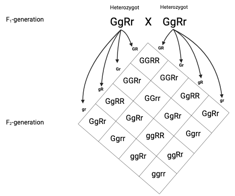 A dihybrid cross tracking the independent assortment of two distinct traits. Crossing two heterozygous parents produces a 16-box grid and a 9:3:3:1 phenotypic ratio in the resulting offspring.