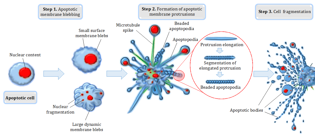 Apoptosis is a highly coordinated form of programmed cell death triggered by specific signaling cascades, resulting in the neat disassembly of the cell without damaging surrounding tissues.