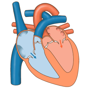 Developing technical solutions for complex systems, such as cardiac hemodynamics, necessitates a Subject Matter Expert (SME) to validate the real-world accuracy of the gathered requirements.