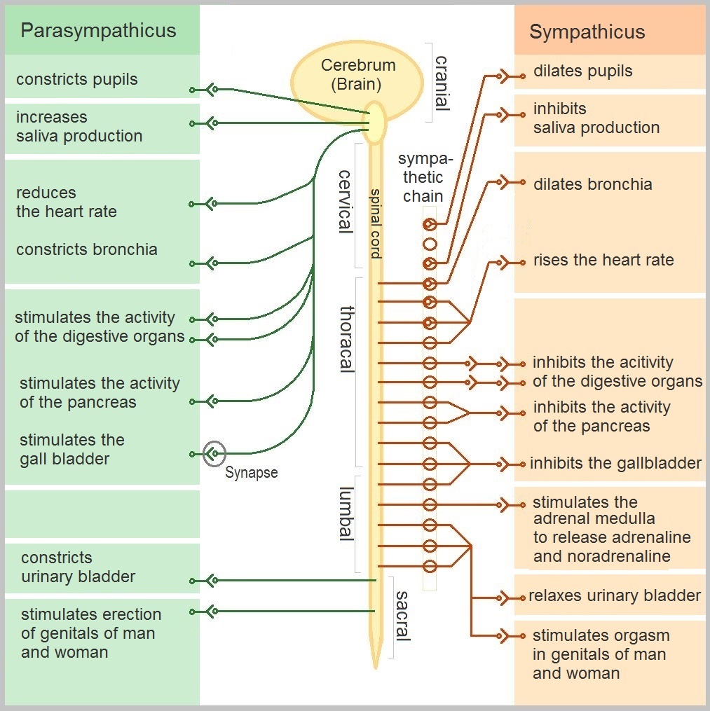 Trauma can trigger the sympathetic nervous system's fight-or-flight response, causing a state of hyper-arousal that redirects cognitive resources away from academic learning and toward basic survival.