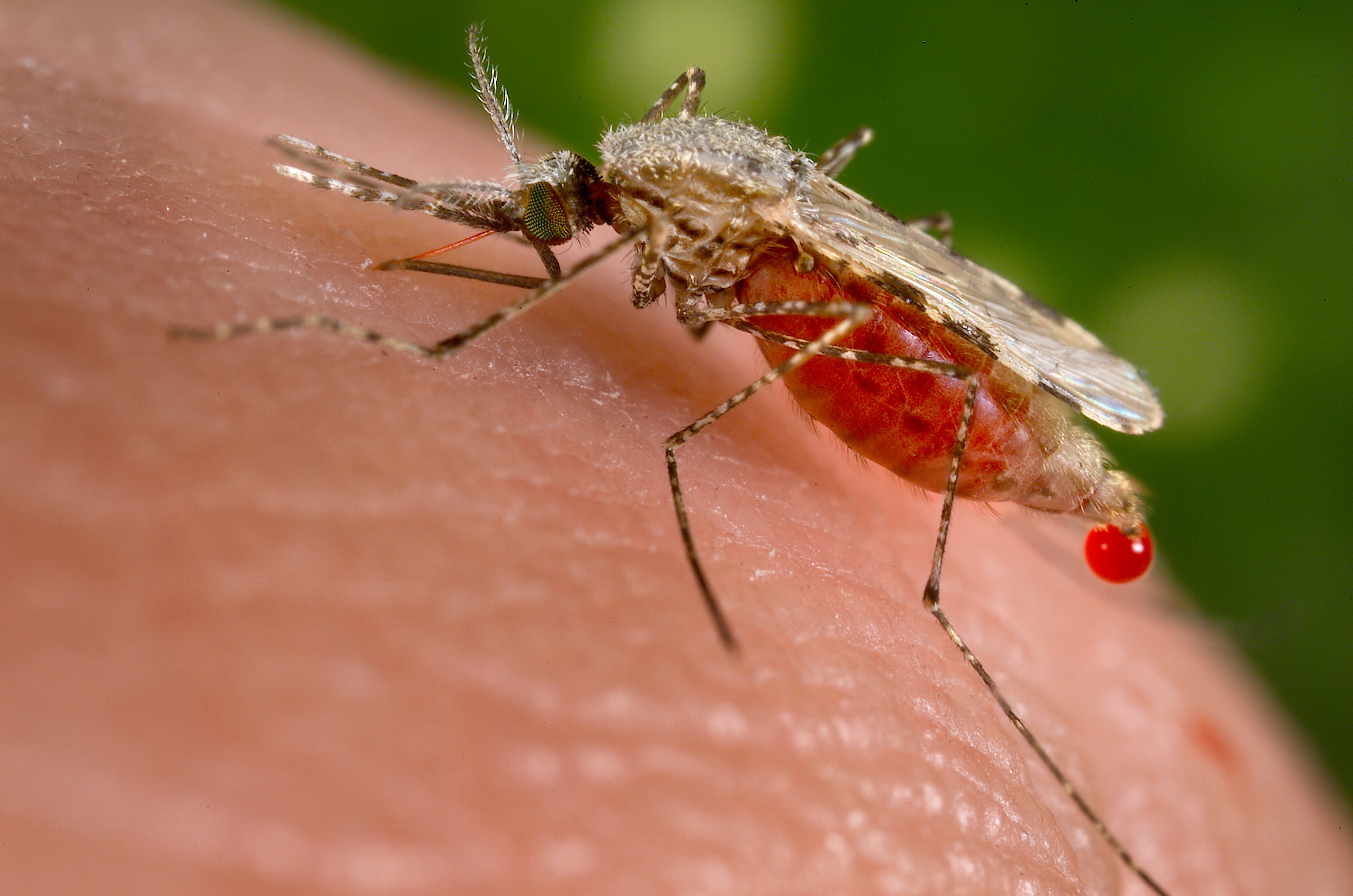 A mosquito acts as a living vector, capable of directly injecting pathogens like the Malaria protist into the host's bloodstream while feeding.