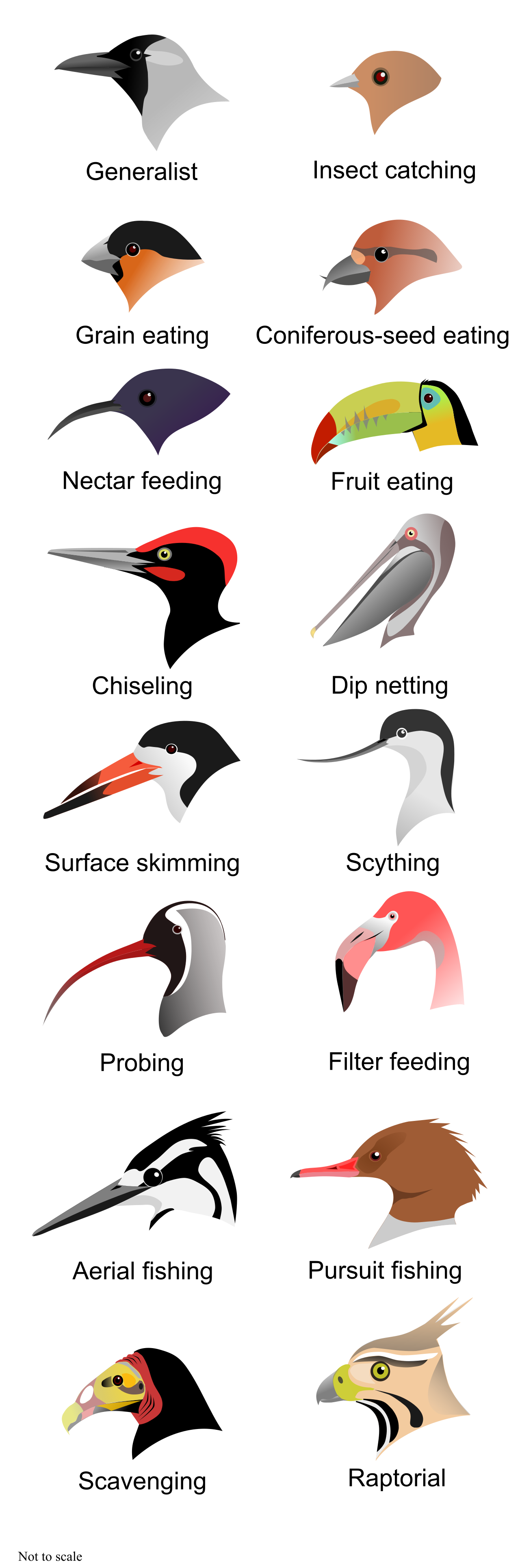 Bird beaks are highly specialized external structures, with unique shapes specifically evolved to optimize the consumption of distinct food sources.