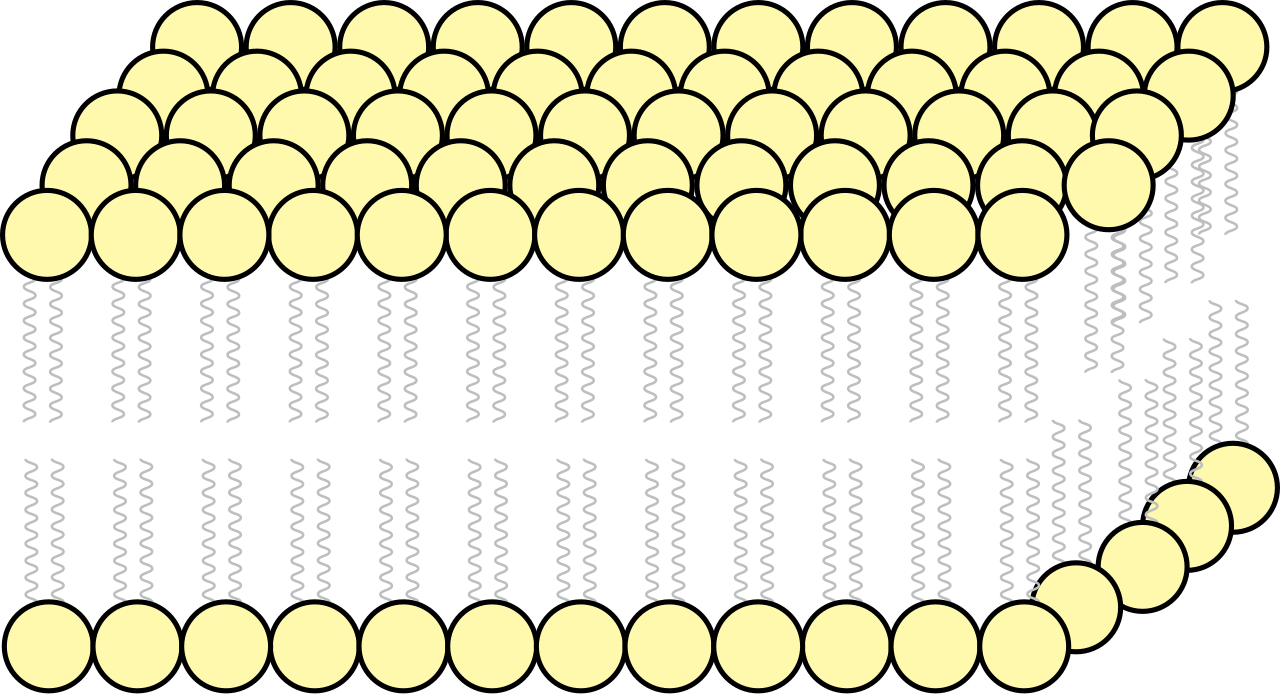Diagram illustrating how amphipathic phospholipids self-assemble into a bilayer, with hydrophilic heads facing the aqueous environments and hydrophobic tails tucked into the core.