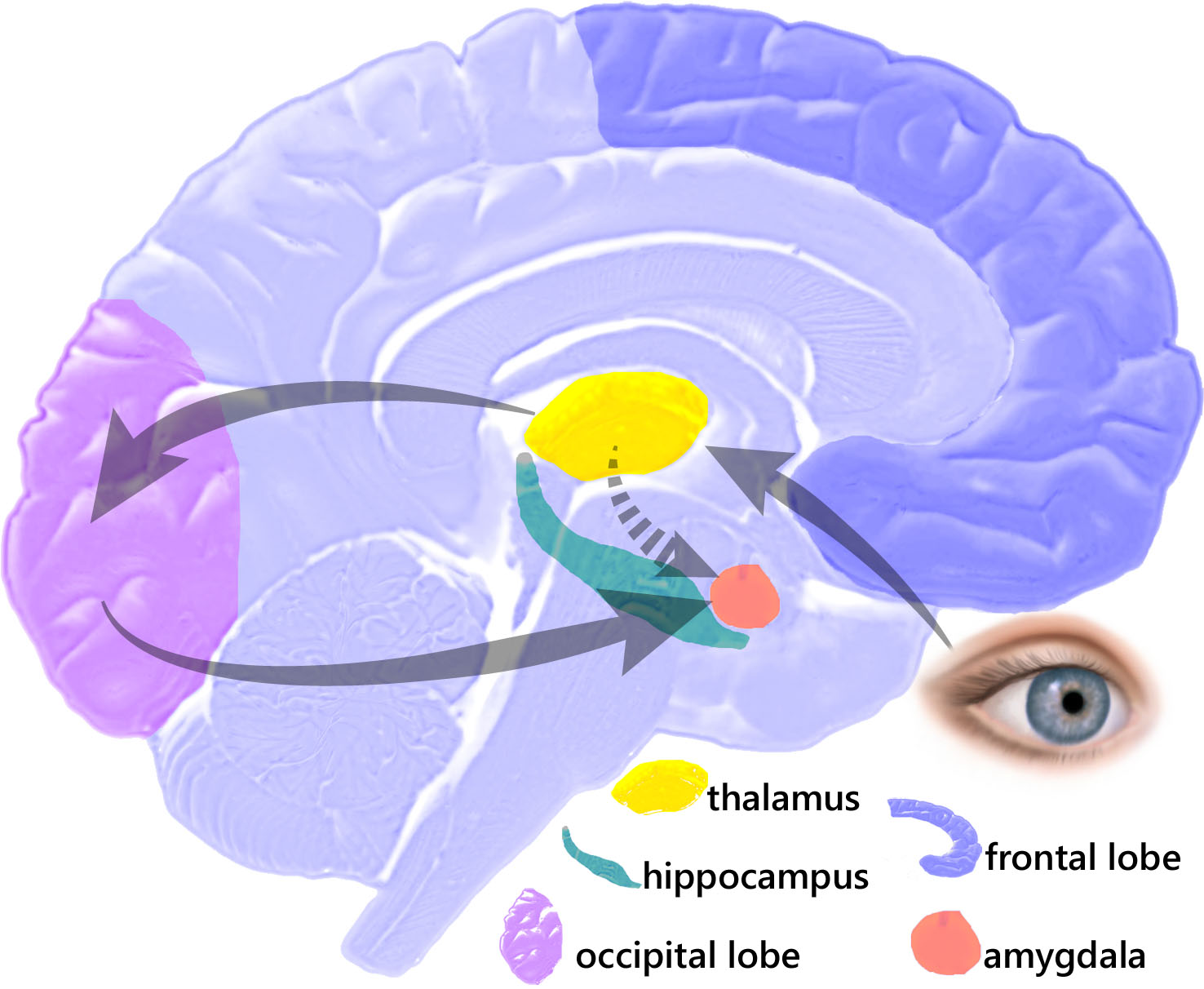 During an amygdala hijack, the brain's threat-response center overwhelms the prefrontal cortex, effectively shutting down the higher-order cognitive processing required for academic engagement and learning.