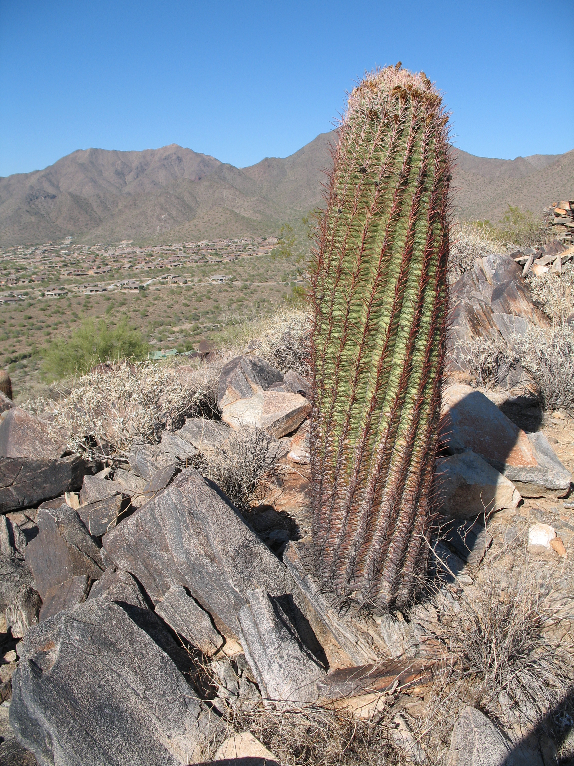 Cacti possess structural adaptations, such as specialized water-storing tissues, allowing them to survive and meet their metabolic needs in extremely dry desert environments.