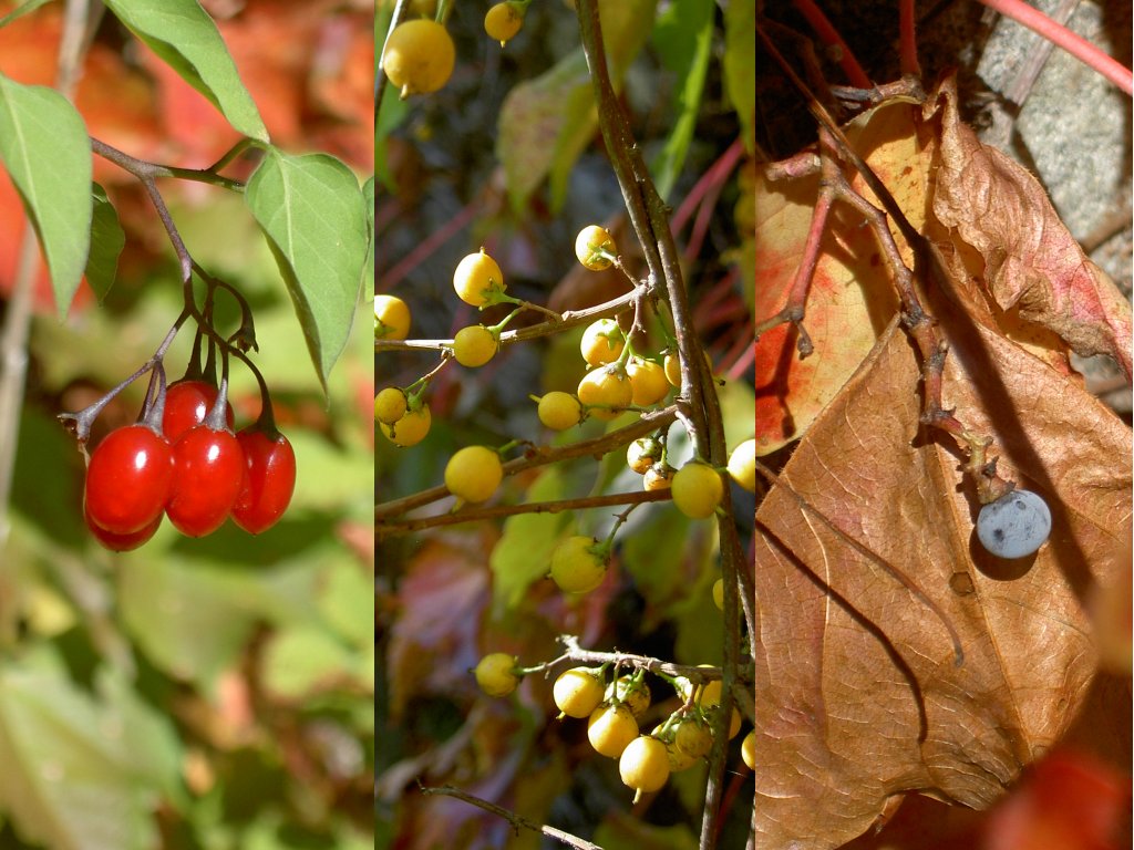 Many plants use bright, nutrient-rich fruits to entice animals like birds into eating them. The seeds survive the digestive tract and are later deposited in a new location.