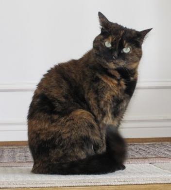 A tortoiseshell cat displays a visible mosaic of fur colors due to random X-inactivation, where different X chromosomes are condensed into inert Barr bodies in different patches of embryonic skin.