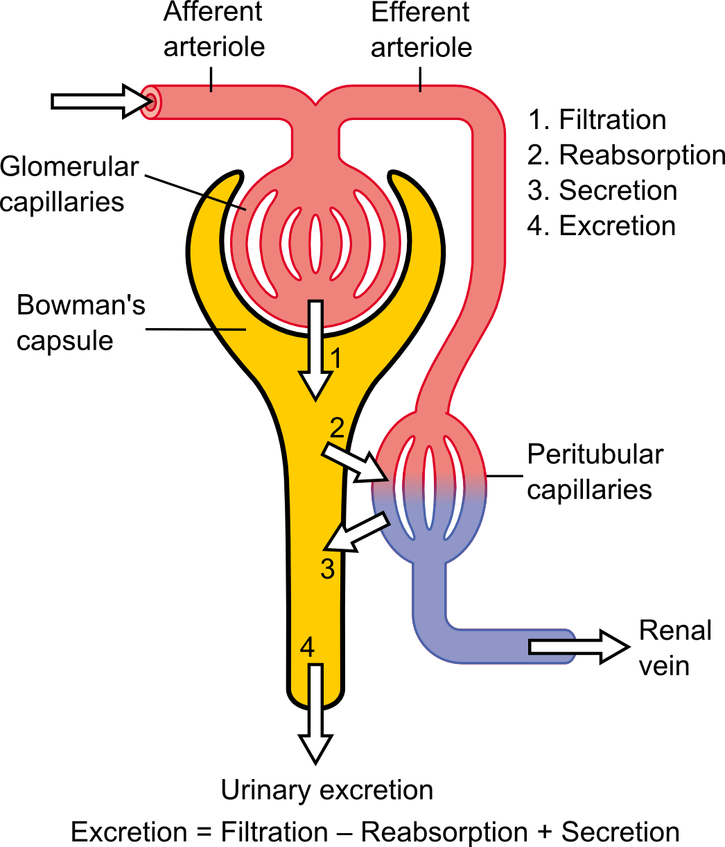 The physiology of the nephron, the functional unit of the kidney responsible for filtering water-soluble drug metabolites out of the bloodstream for urinary excretion.
