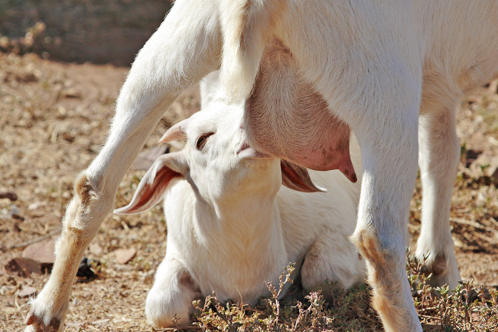 Mammalian mothers synthesize milk to provide essential, perfectly formulated nutrition for the survival of their growing offspring.