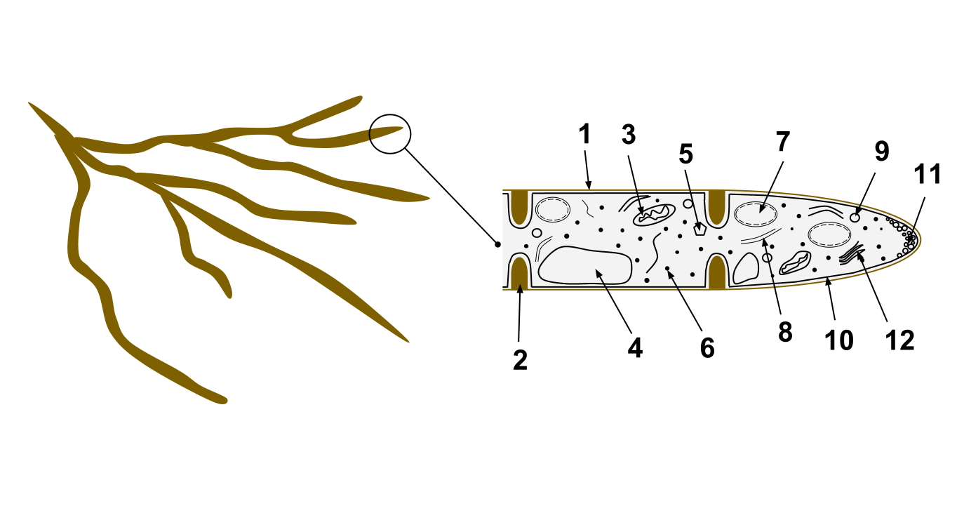 Diagram of a fungal hypha illustrating cellular organelles and the structural septa that divide the filament into distinct cellular compartments.