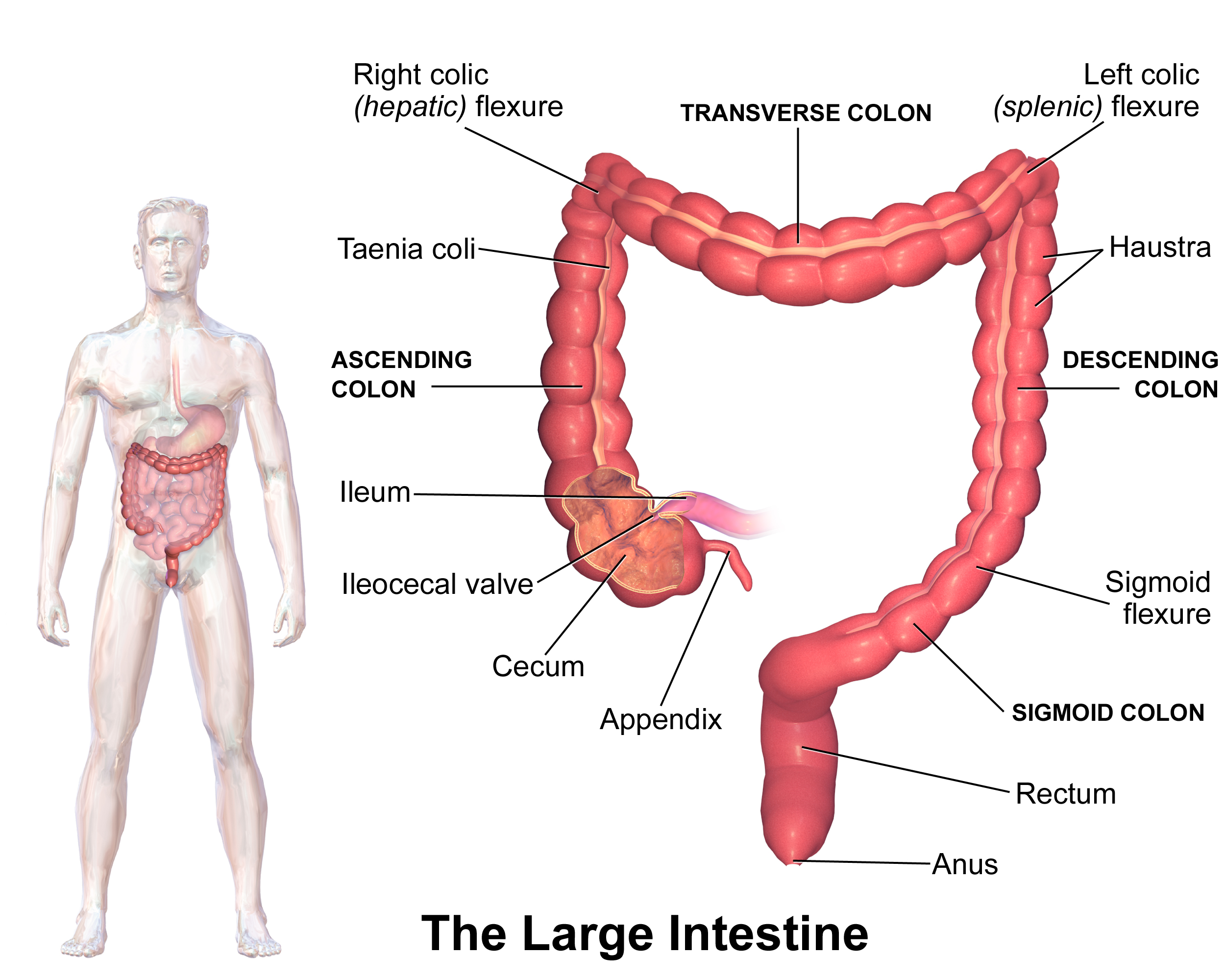 Anatomy of the large intestine, detailing the cecum, colon segments, and rectum responsible for water reclamation and feces storage.
