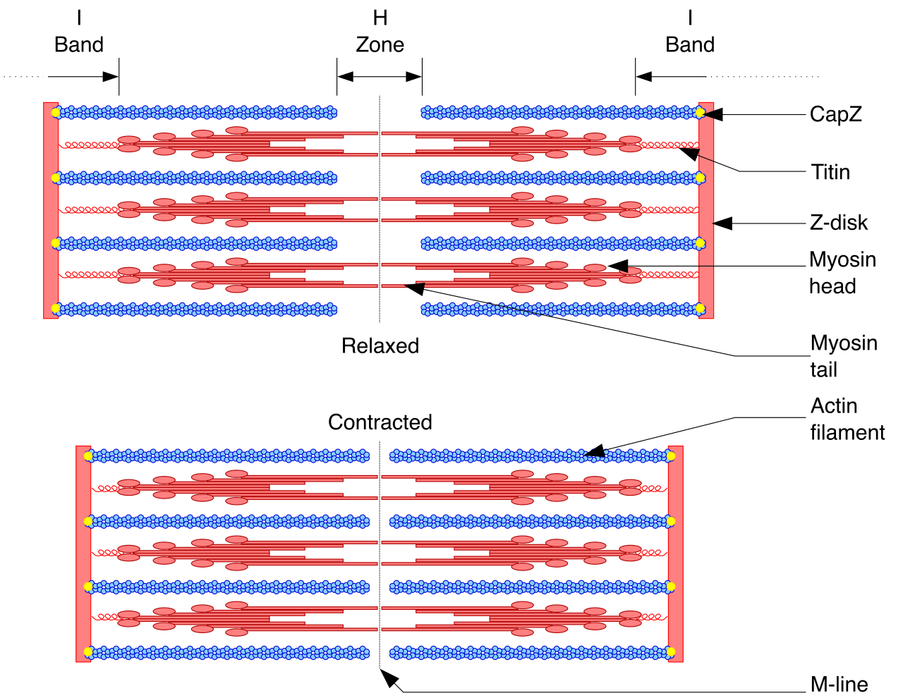 Muscle contraction occurs when myosin filaments pull actin filaments closer together, shortening the sarcomere.