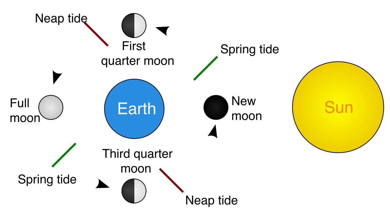 The relative alignment of the Earth, Moon, and Sun dictates whether their gravitational forces compound (spring tides) or counteract one another (neap tides).
