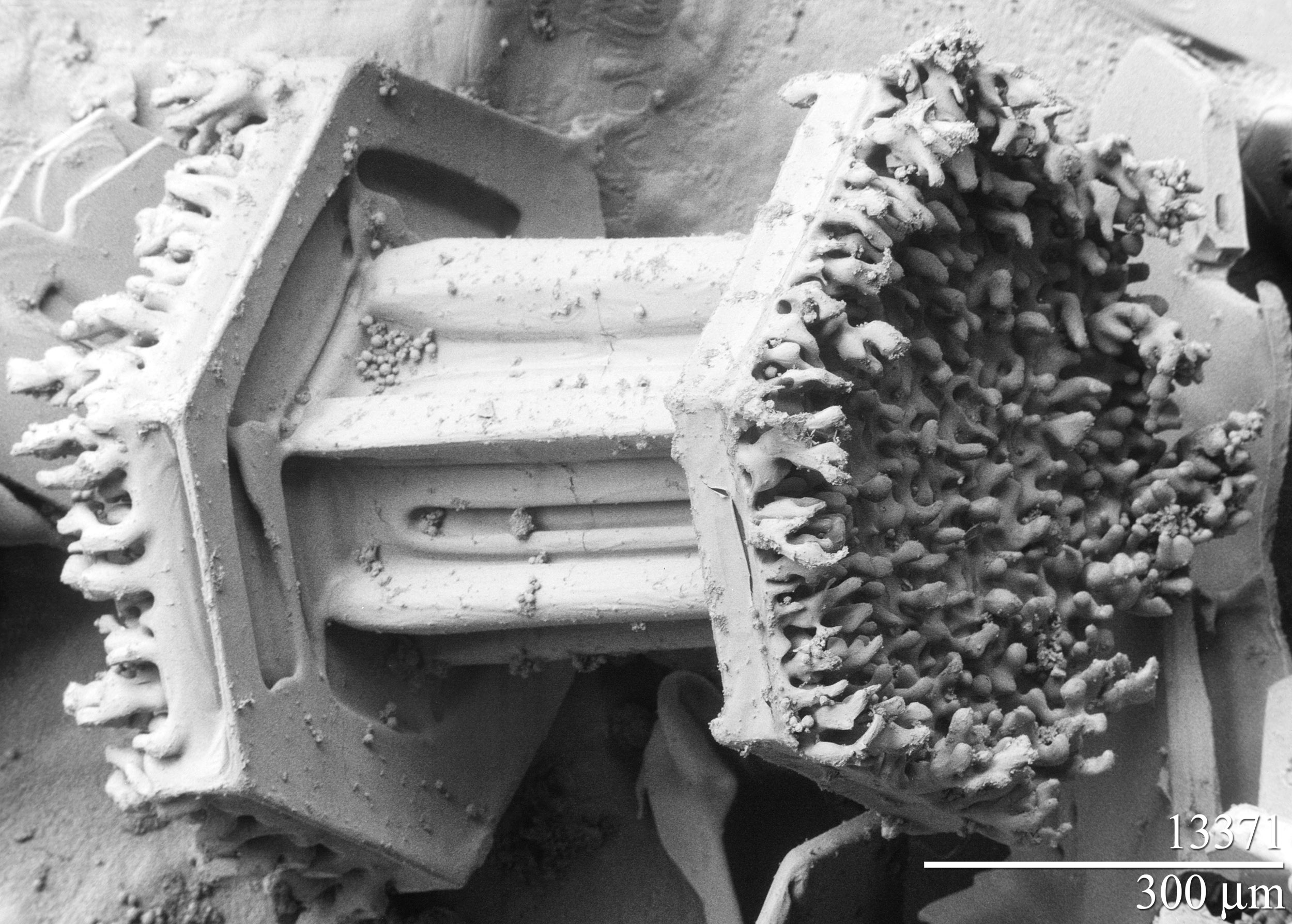 Scanning electron microscope image of a snowflake, illustrating the fragile architecture of volatile evidence that must be carefully preserved before it degrades.