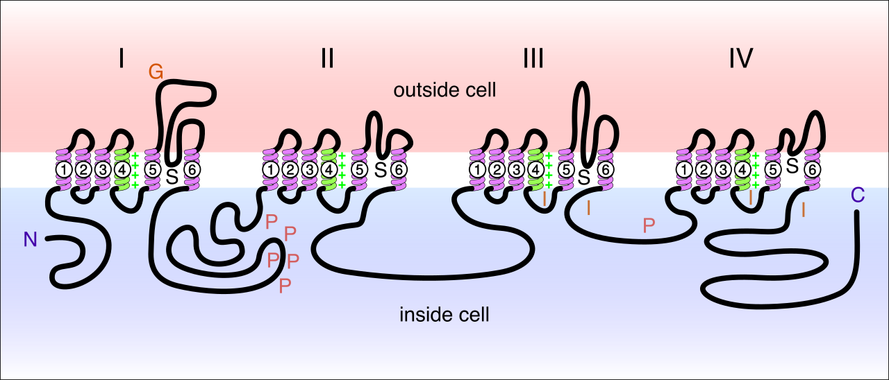 Diagram of a voltage-sensitive sodium channel. Local anesthetics chemically block these channels, physically preventing the sodium influx needed to fire a pain signal.