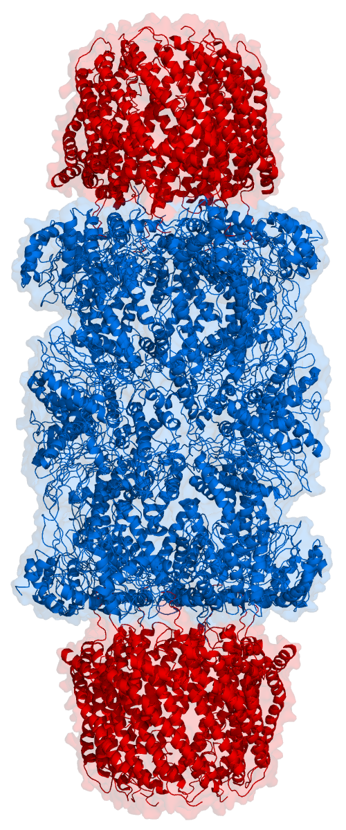 A proteasome acts as a cellular shredder. Obsolete or damaged proteins tagged with ubiquitin are fed into its central chamber and broken down into reusable peptides.