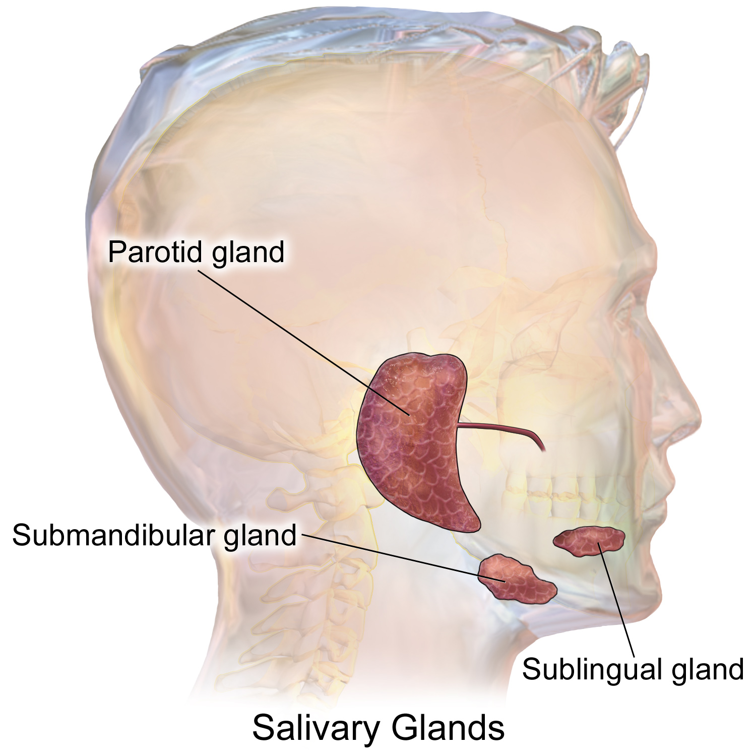 The major salivary glands, which secrete saliva and the enzyme amylase to begin chemical digestion in the oral cavity.
