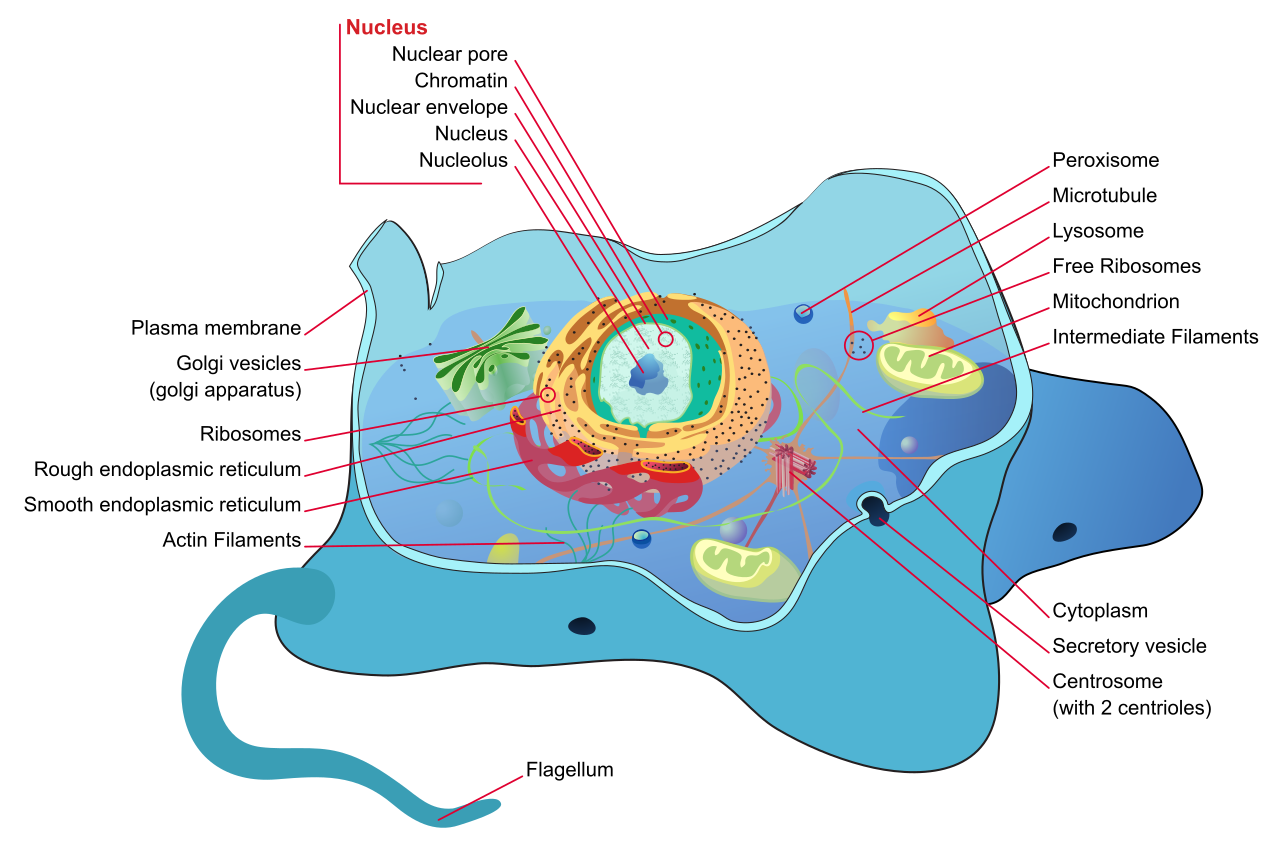 An exposed cloud architecture is analogous to a biological cell; both require a multi-layered defense system featuring a resilient outer membrane to block external threats and a protected nucleus to safeguard core assets.
