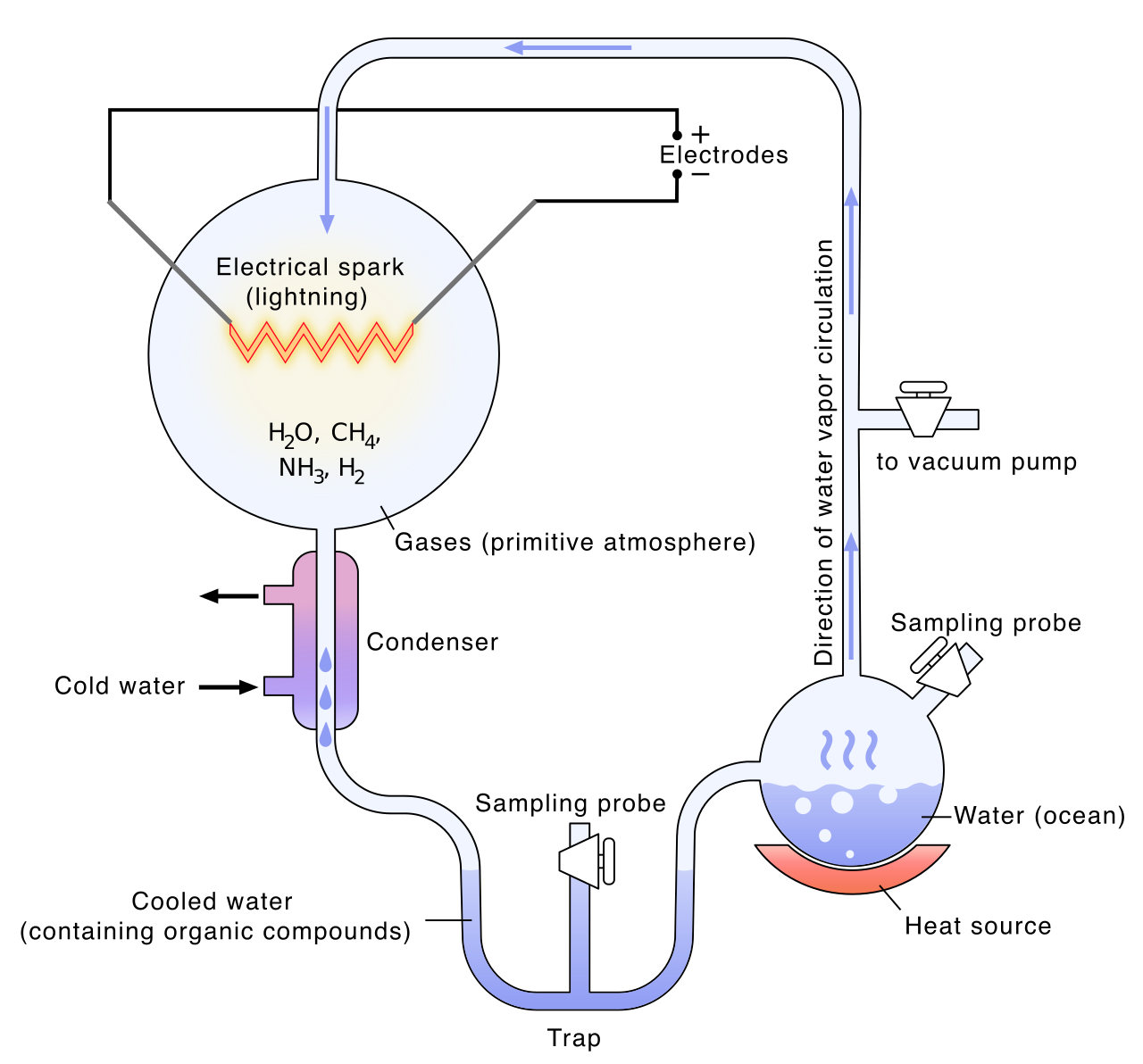 Diagram of the Miller-Urey experiment, which simulated early Earth conditions by applying electrical sparks to a mixture of water, methane, ammonia, and hydrogen to spontaneously synthesize amino acids.