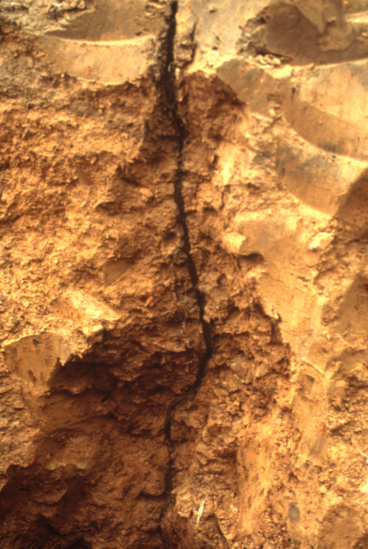 A permanent vertical earthworm burrow acts to aerate the soil and improve water infiltration, showcasing microscopic terraforming beneath our feet.