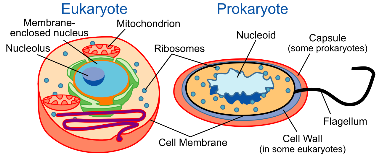 A comparison between a typical eukaryotic cell, which features a membrane-bound nucleus and specialized organelles, and a structurally streamlined prokaryotic cell.