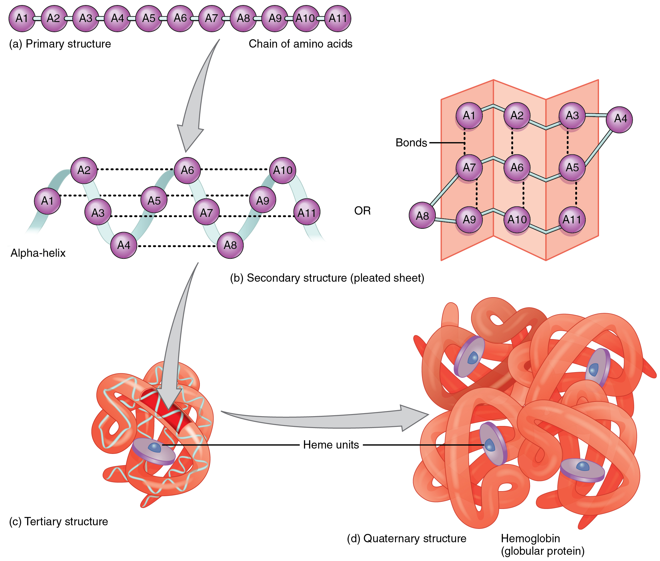 The four levels of protein architecture: from the primary linear sequence of amino acids (a), to localized secondary folding (b), complete 3D tertiary structure (c), and the assembled quaternary functional complex of multiple polypeptide chains (d).