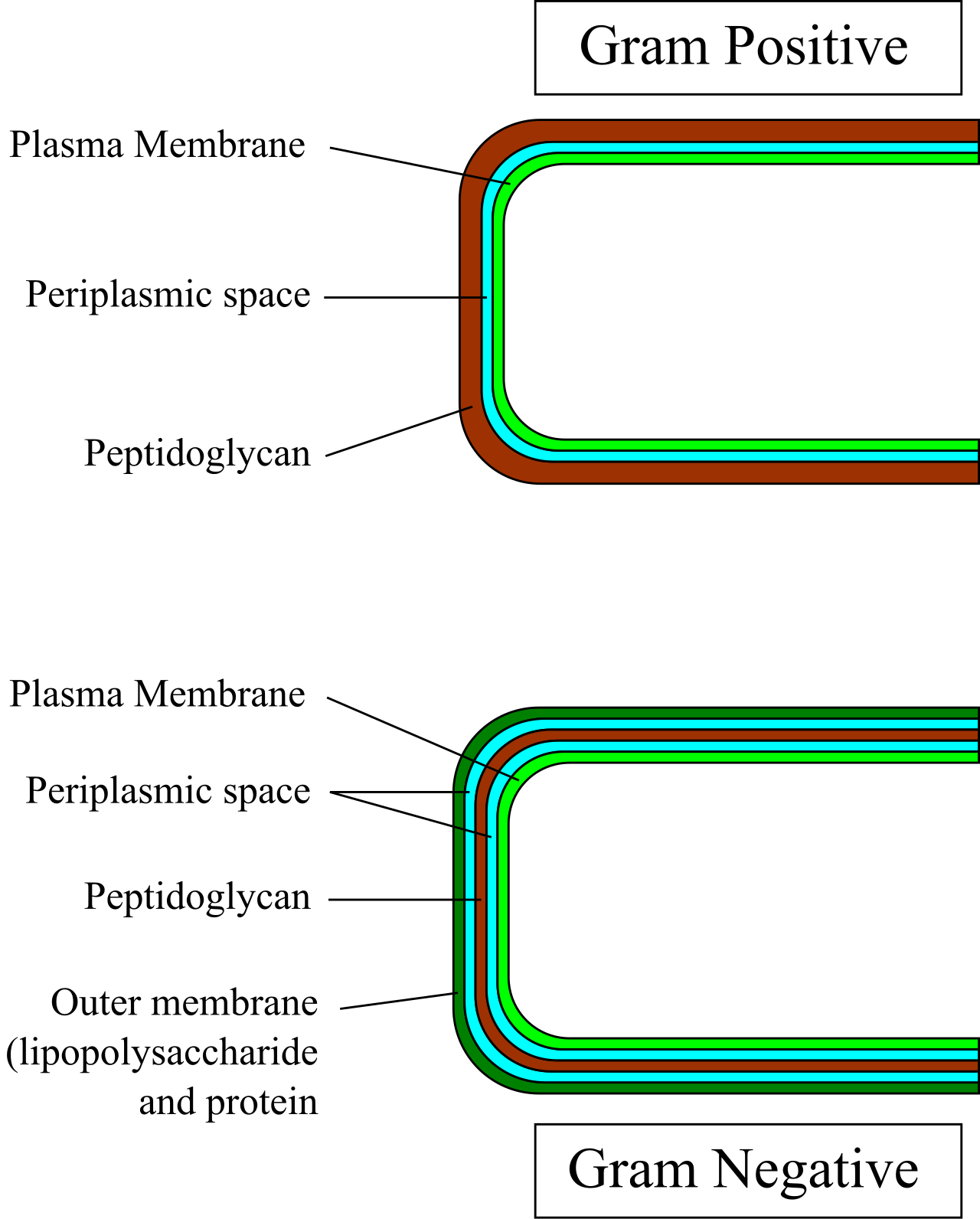 A comparison of Gram-positive and Gram-negative bacterial cell walls, showing the difference in peptidoglycan thickness and membrane structure that determines Gram stain results.
