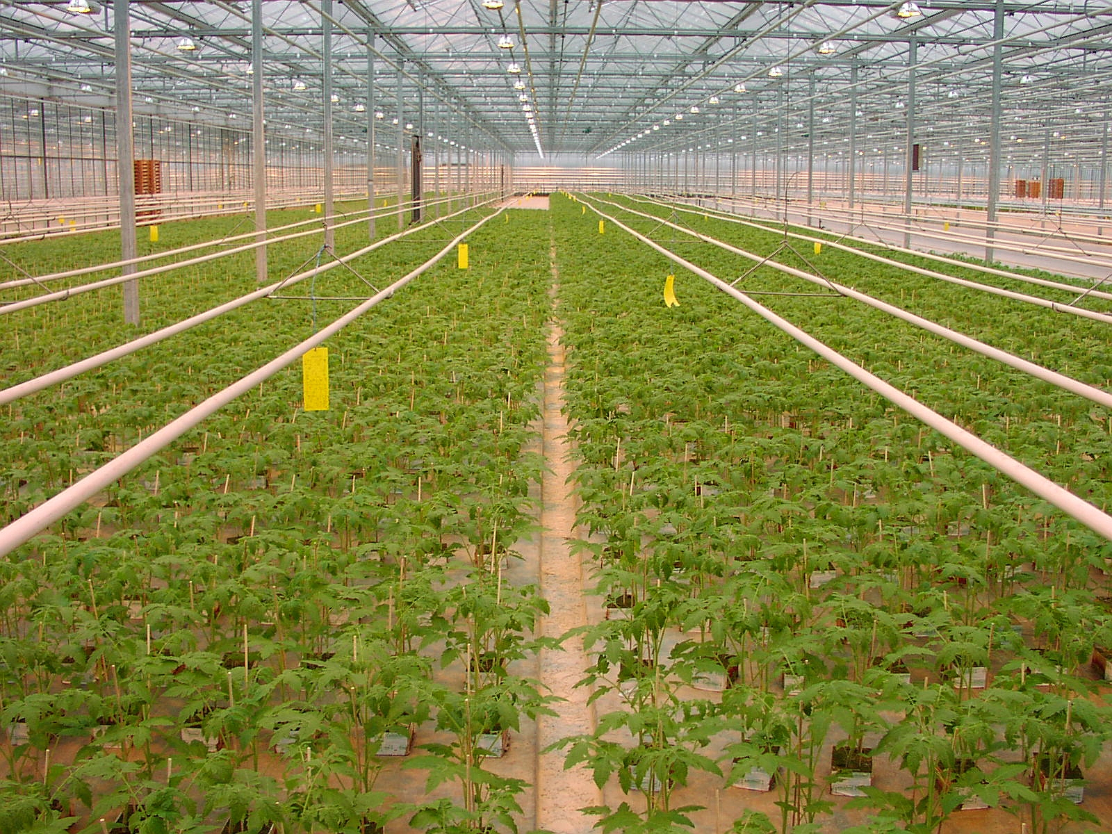 Just as a climate-controlled greenhouse provides artificial support for a fragile seedling, a highly structured resource room provides necessary but temporary scaffolding for initial skill acquisition.