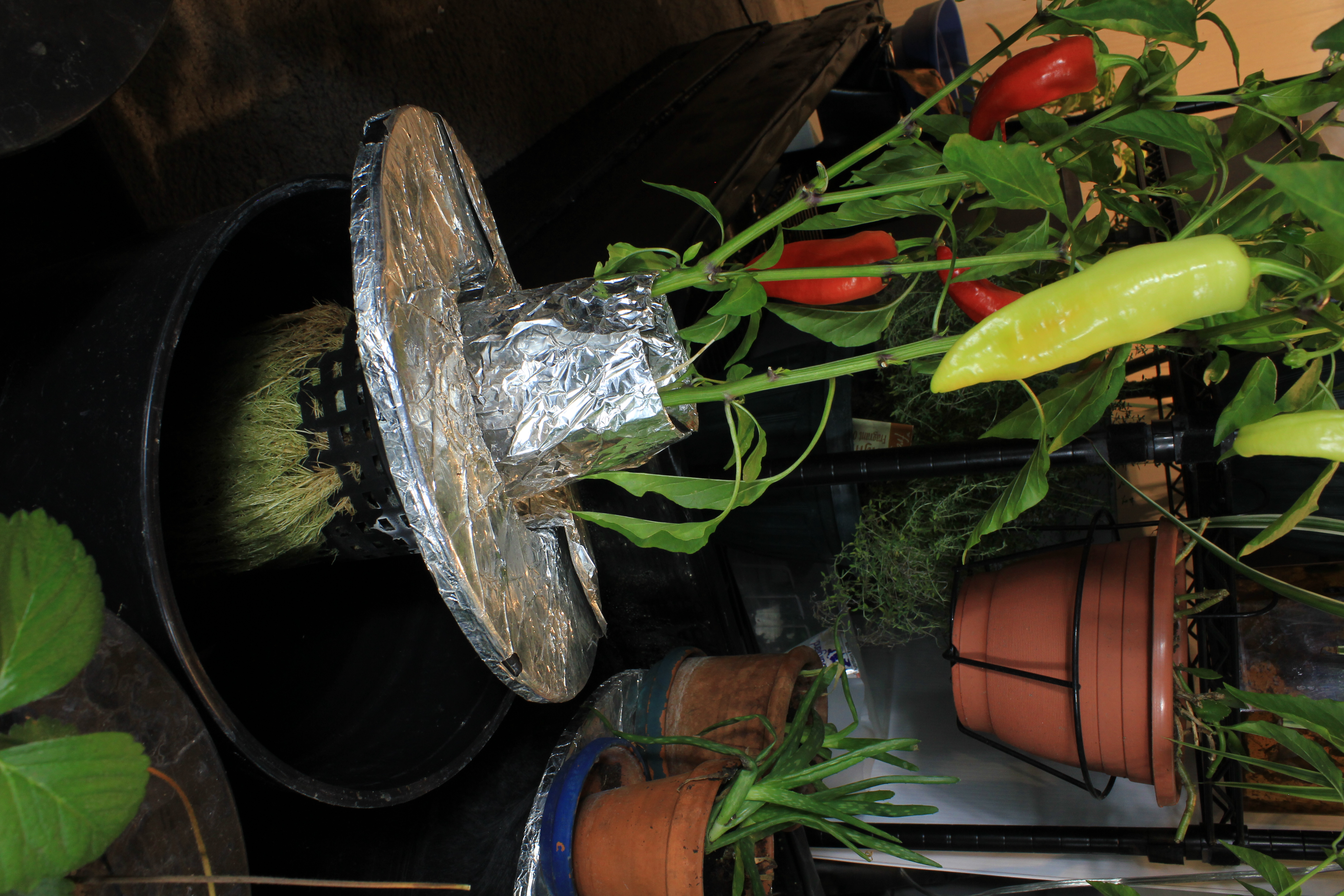 In hydroponic systems, plant roots grow directly in a nutrient-rich water solution, proving that soil is not the plant's food source but merely a structural anchor.