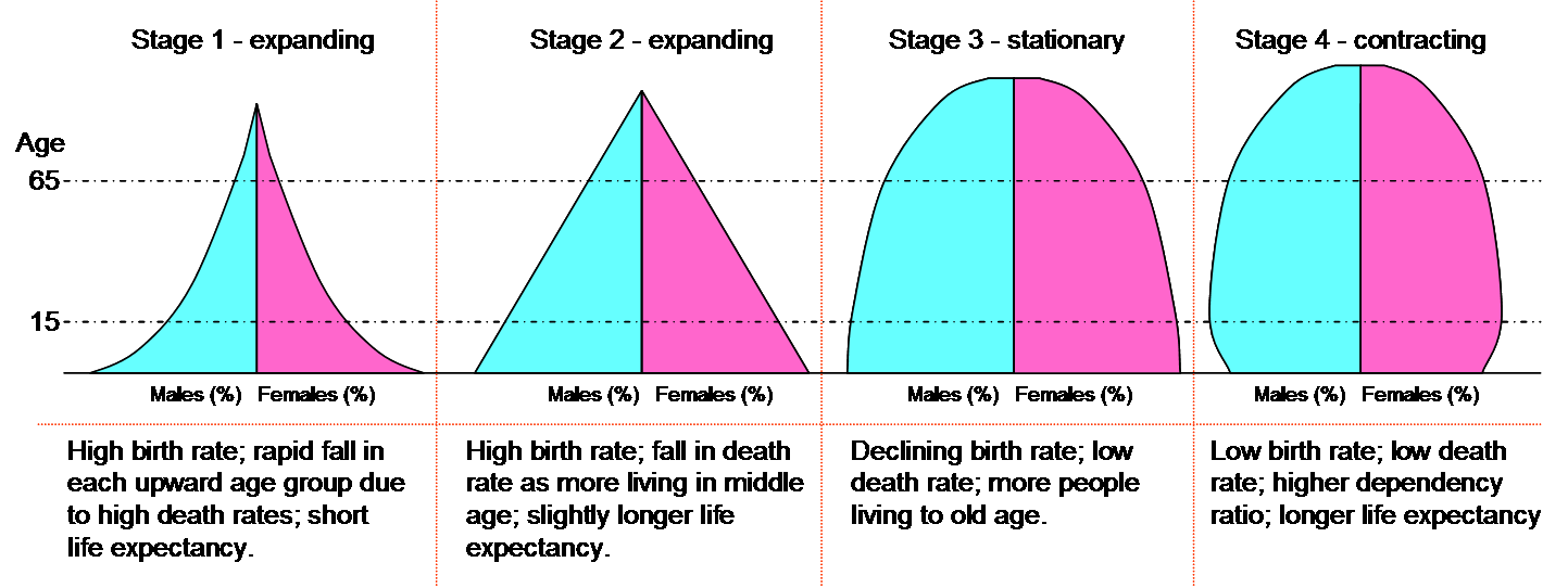 Hypothetical population pyramids demonstrating the transition of a society through the Demographic Transition Model, shifting from a wide-based expansive shape to a stable rectangular shape, and eventually a constrictive shape.