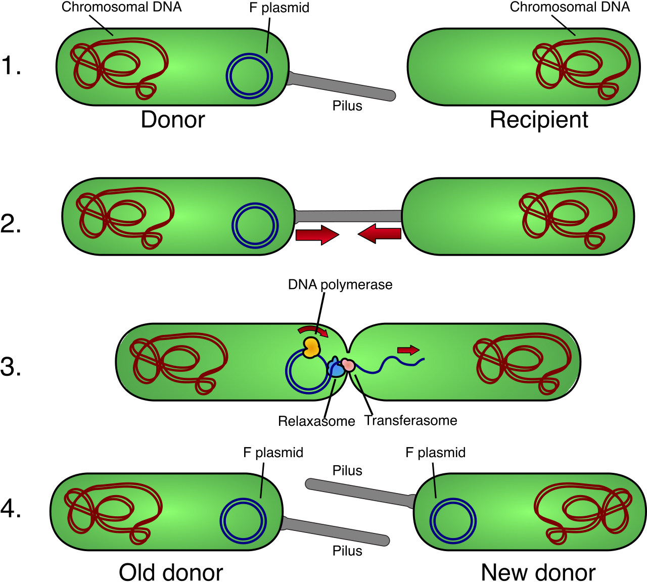 Bacterial conjugation acts as a mechanism for horizontal gene transfer, allowing a donor cell to transfer plasmid DNA to a recipient via a physical mating bridge or pilus.