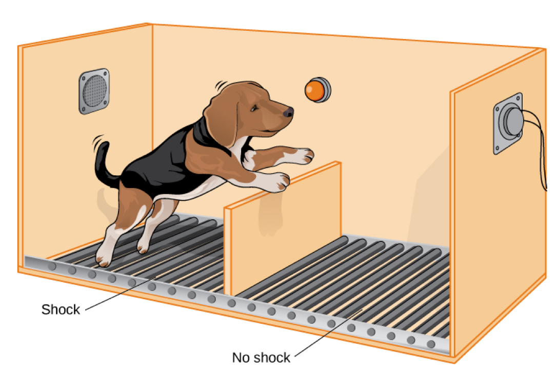 Foundational research on learned helplessness demonstrated that subjects repeatedly exposed to inescapable adverse conditions eventually stop attempting to escape, even when a clear path is provided.